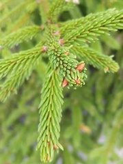 Picea