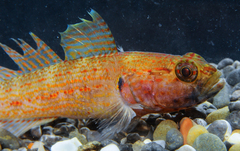 Gobius xanthocephalus