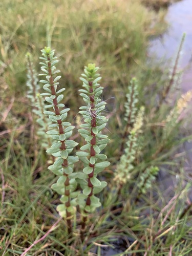 Hippuris tetraphylla