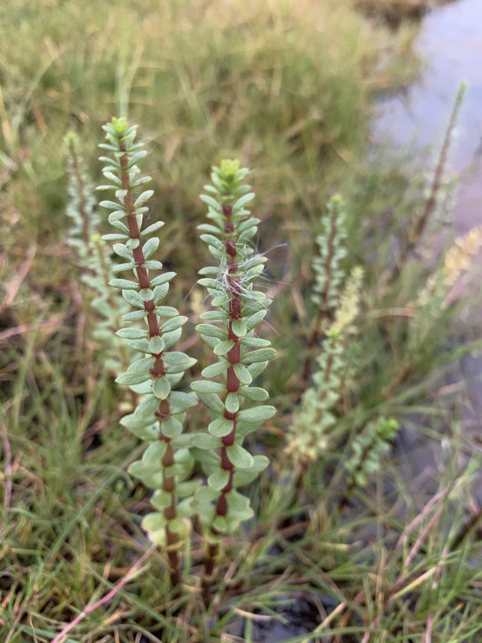 Hippuris tetraphylla