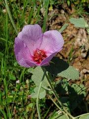 Hibiscus denudatus