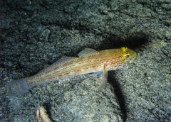 Gobius xanthocephalus