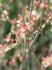 Rumex acetosella