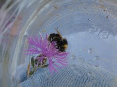 Bombus occidentalis