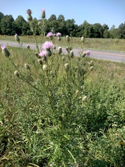 Cirsium discolor
