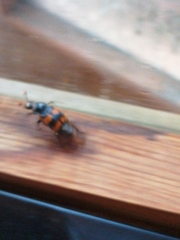 Nicrophorus vespillo