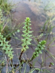 Hippuris tetraphylla
