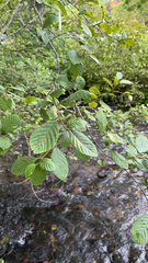 Alnus serrulata
