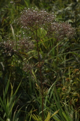 Valeriana officinalis