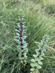 Hippuris tetraphylla