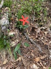 Silene virginica