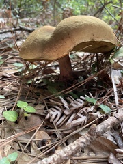 Xerocomus subtomentosus