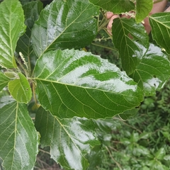 Homalium cochinchinense