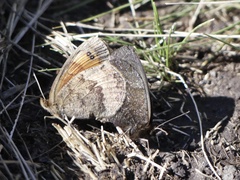 Erebia