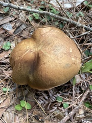 Xerocomus subtomentosus