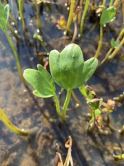 Ranunculus pallasii
