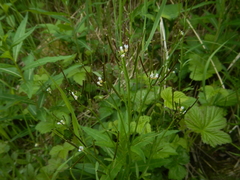 Cardamine umbellata
