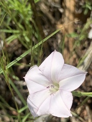 Convolvulus equitans