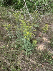 Solidago
