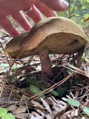 Xerocomus subtomentosus