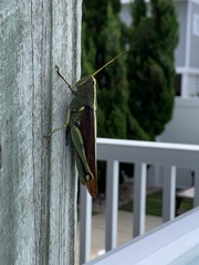 Schistocerca obscura
