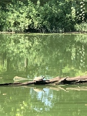 Trachemys scripta