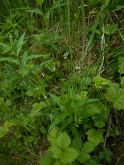 Cardamine umbellata