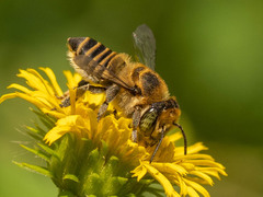 Eutricharaea