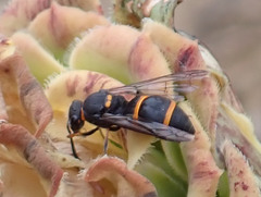 Ancistrocerus haematodes