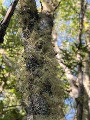 Usnea strigosa