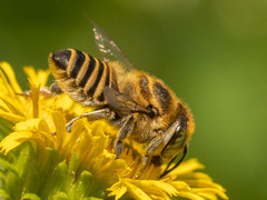 Eutricharaea