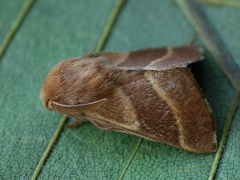 Malacosoma neustria