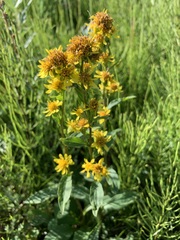Solidago virgaurea lapponica