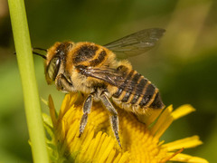 Eutricharaea