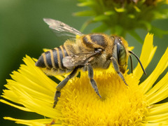 Eutricharaea
