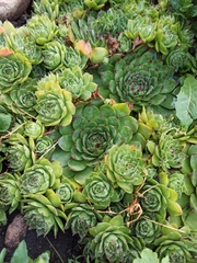 Sempervivum