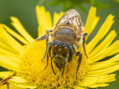 Eutricharaea