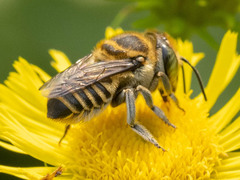 Eutricharaea
