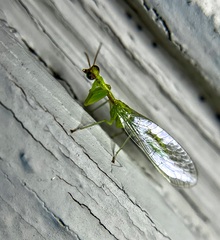 Zeugomantispa minuta