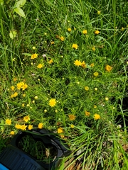 Thymophylla pentachaeta
