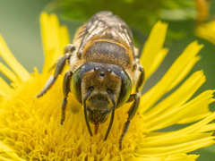 Eutricharaea