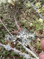 Hypogymnia physodes