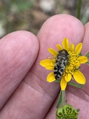 Acmaeodera decipiens