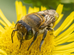 Eutricharaea