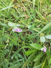 Lespedeza procumbens