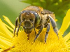 Eutricharaea