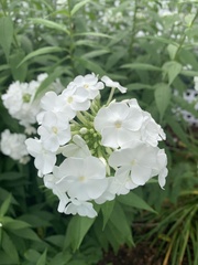 Phlox
