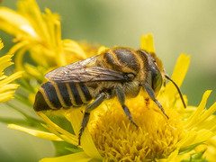 Eutricharaea