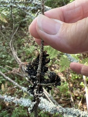 Hypogymnia physodes