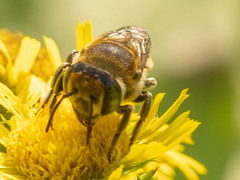 Eutricharaea